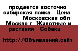  продается восточно-сибирская лайка › Цена ­ 10 000 - Московская обл., Москва г. Животные и растения » Собаки   